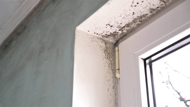 Best Certified Mold Removal  in Charlotte, TN