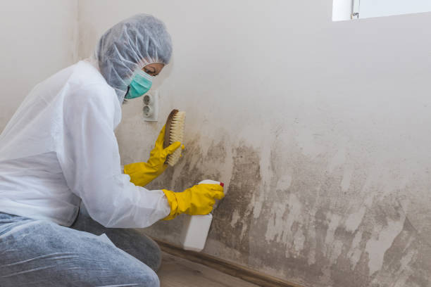 Best Residential Mold Removal  in Charlotte, TN