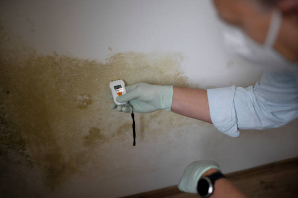 Trusted Charlotte, TN Mold Removal Experts