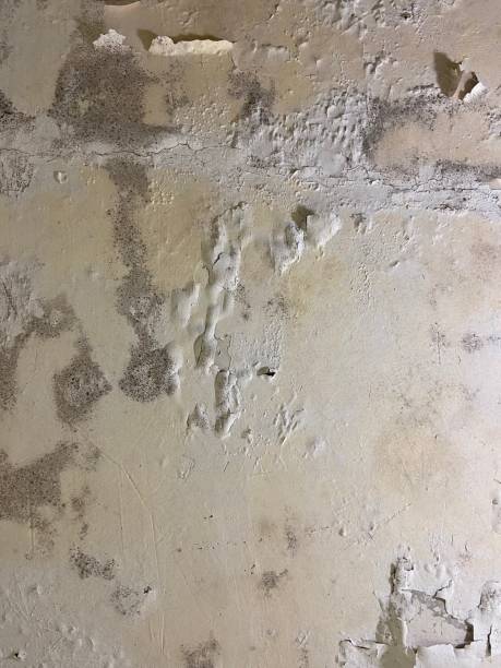 Best Black Mold Removal  in Charlotte, TN