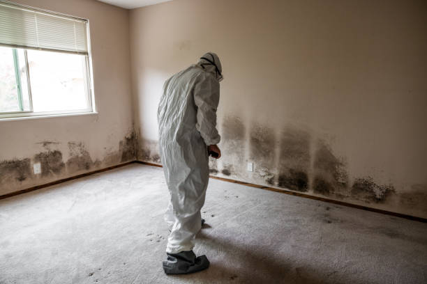 Best Local Mold Removal Service  in Charlotte, TN