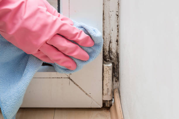 Best Same-Day Mold Removal  in Charlotte, TN