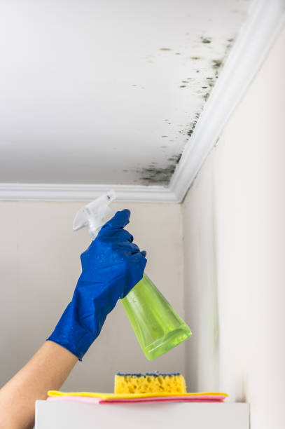 Best Commercial Mold Removal  in Charlotte, TN