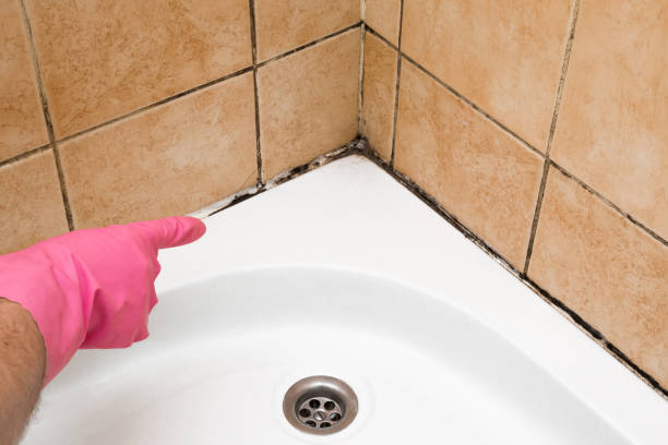Best Home Mold Removal  in Charlotte, TN